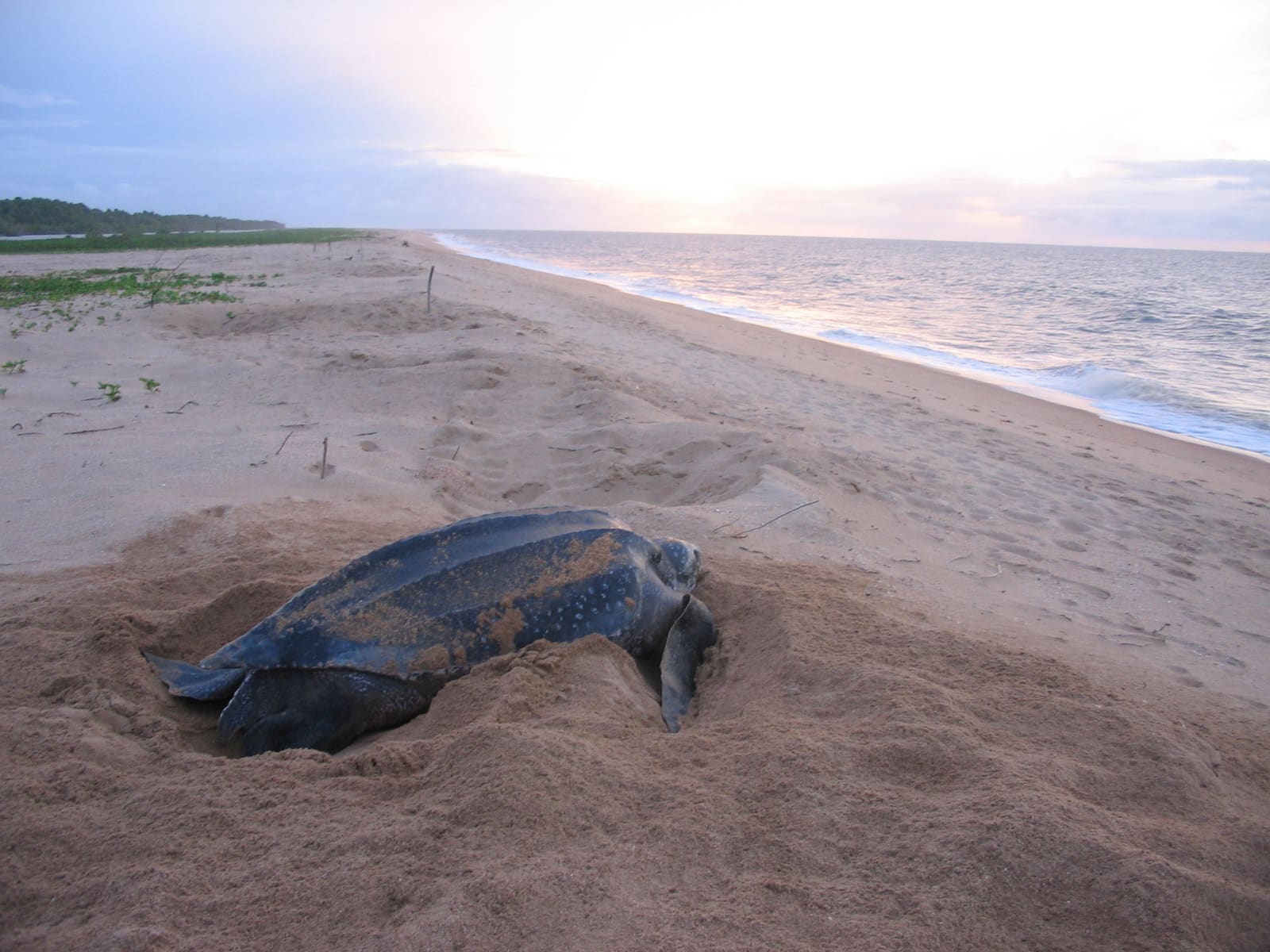 Eine Lederschildkröte am Strand bei Galibi