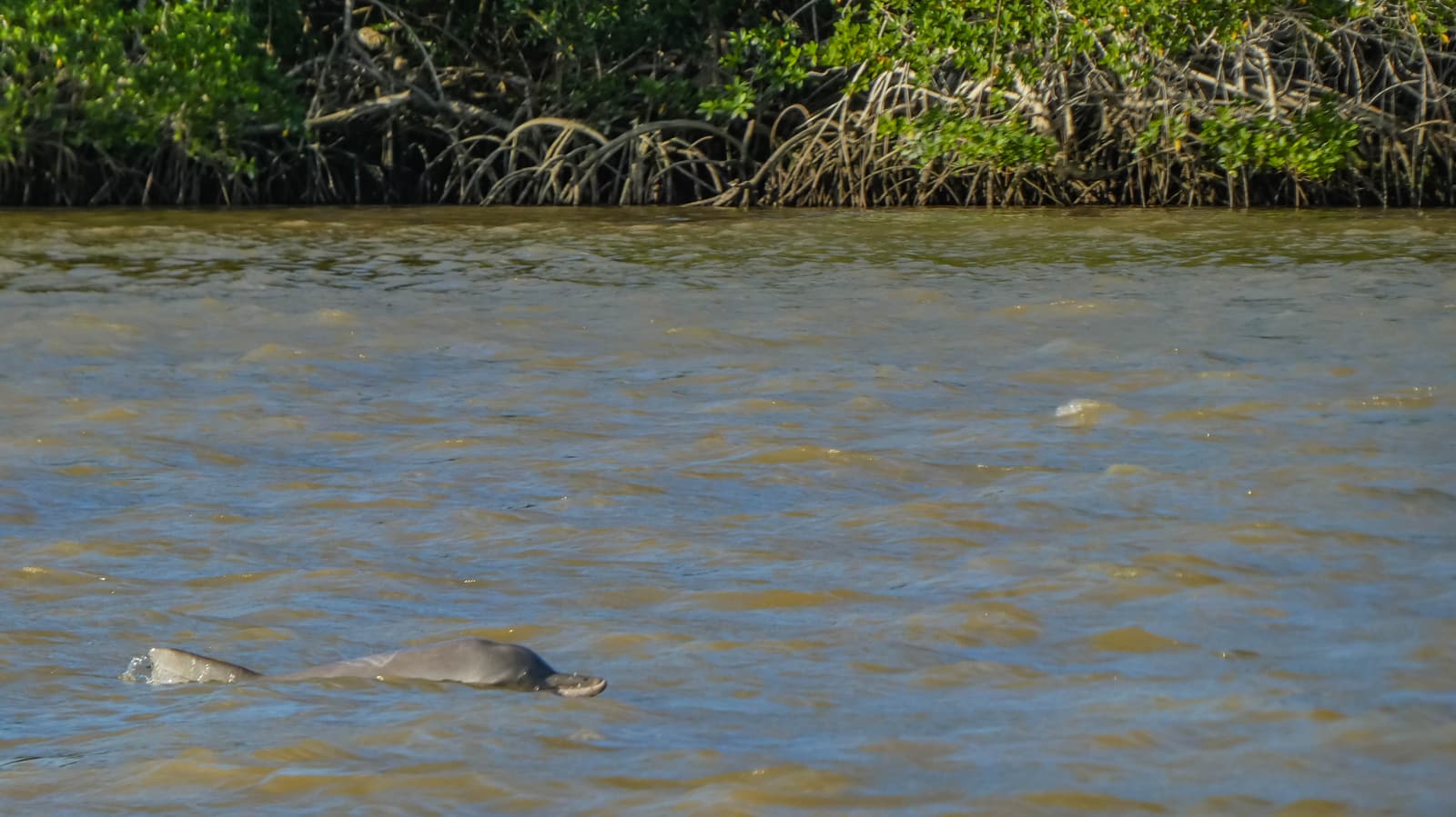 Un delfín de Guayana asomando a la superficie en el río Commewijne, cerca de Paramaribo