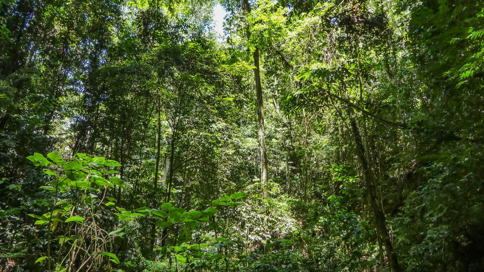 La forêt tropicale au Brownsberg, au Suriname